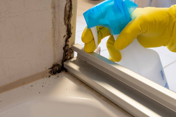 Best Basement Mold Remediation in Sierra View, PA