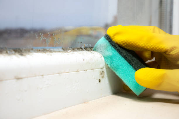 Best Emergency Mold Remediation in Sierra View, PA