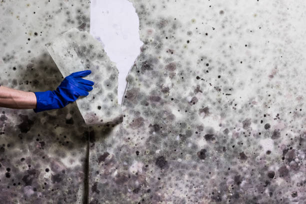 Best Commercial Mold Remediation in Sierra View, PA